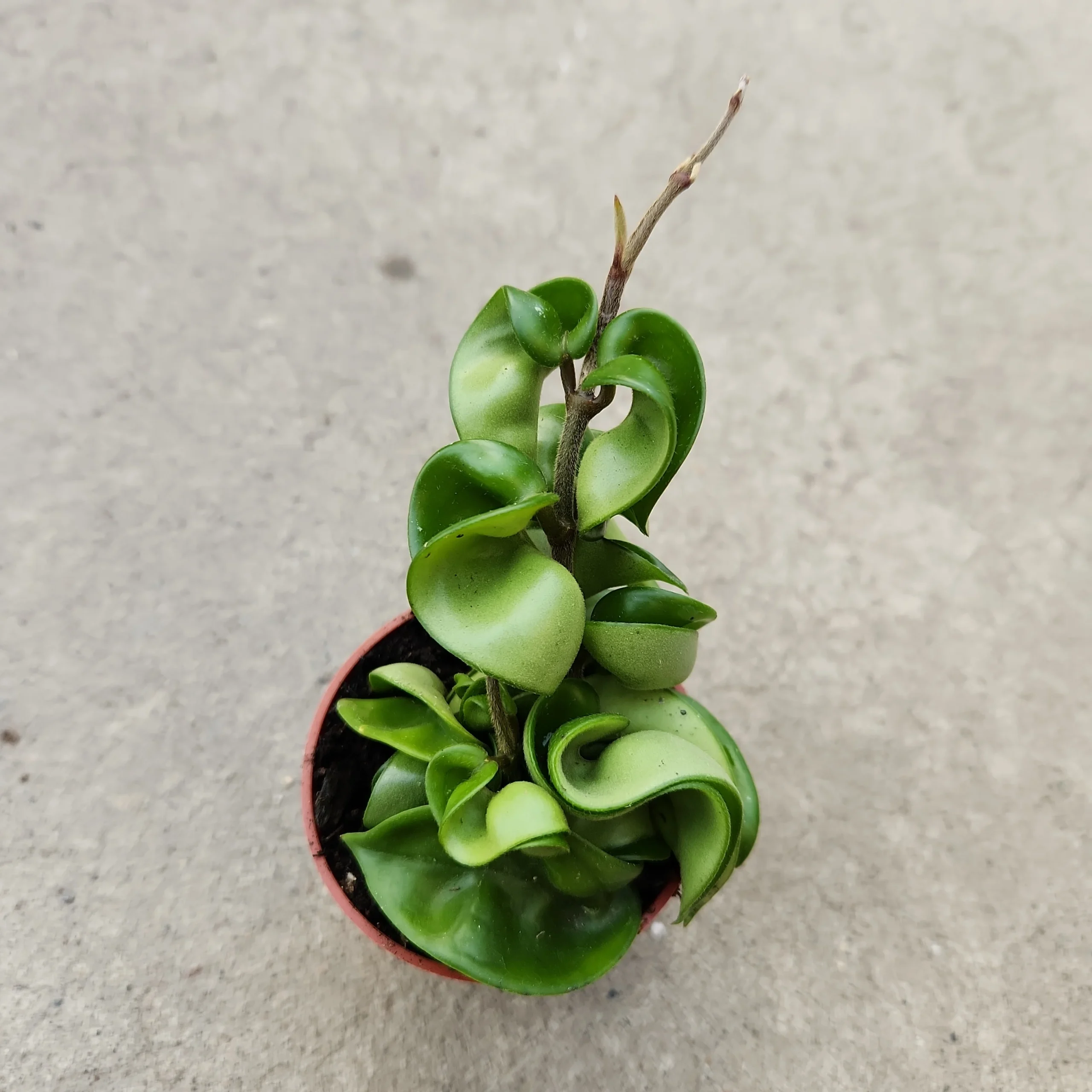 Hoya carnosa 'Compacta' – Image 3