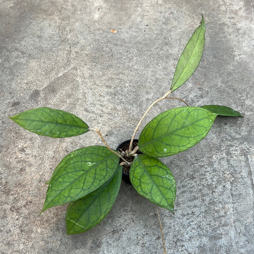 Hoya tanggamus – Image 3