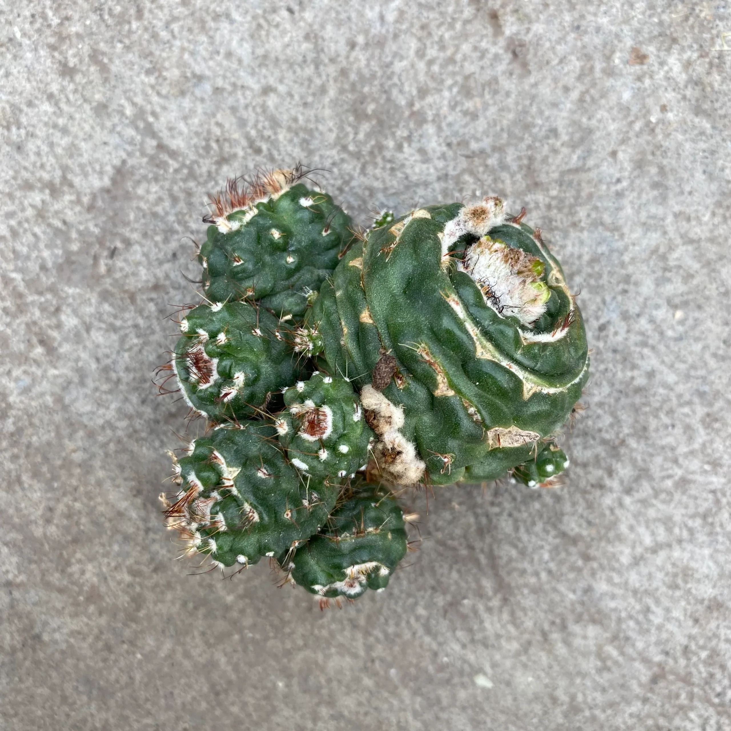 Notocactus werdermannianus f. mostruosa spiralis – Image 2