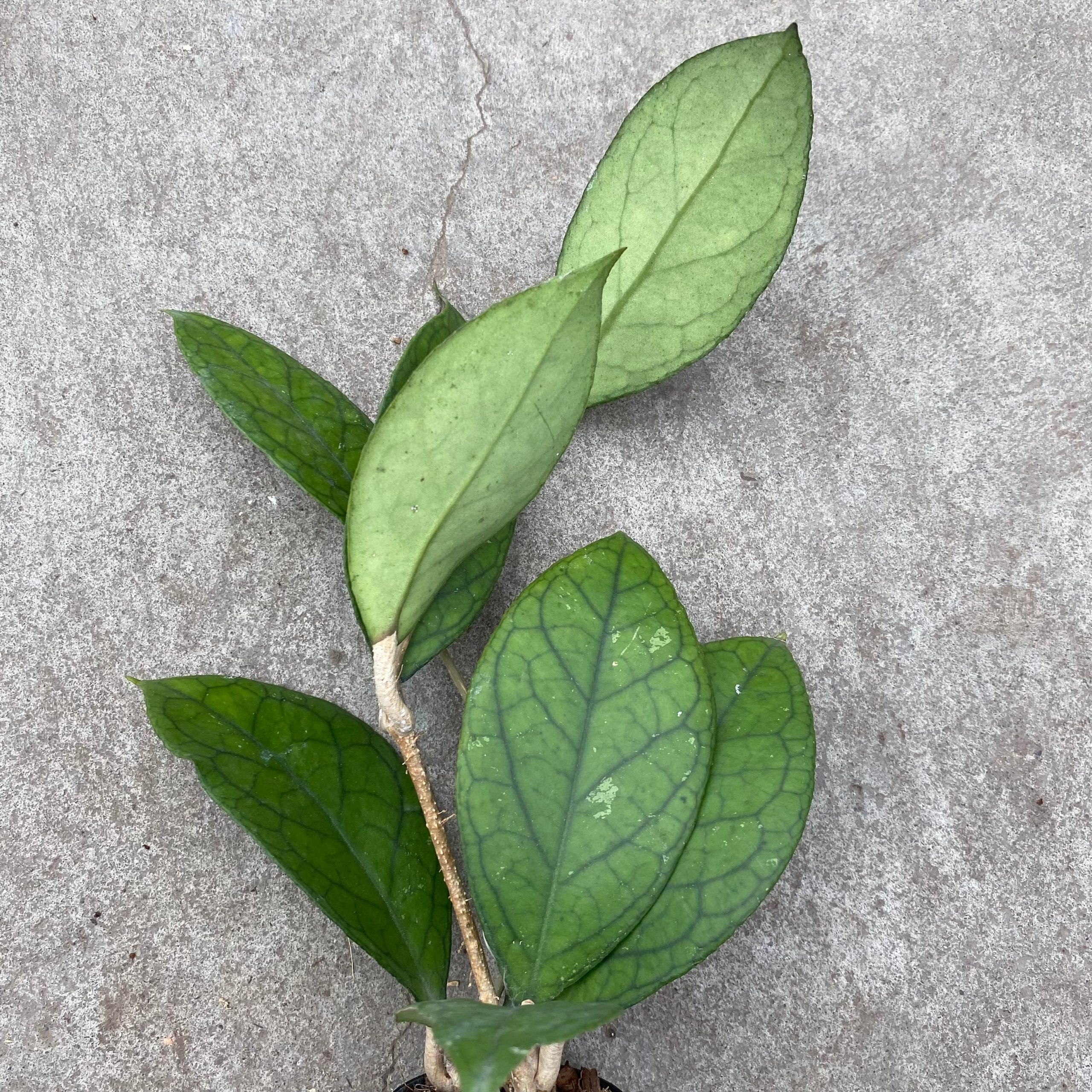 Hoya tanggamus – Image 2