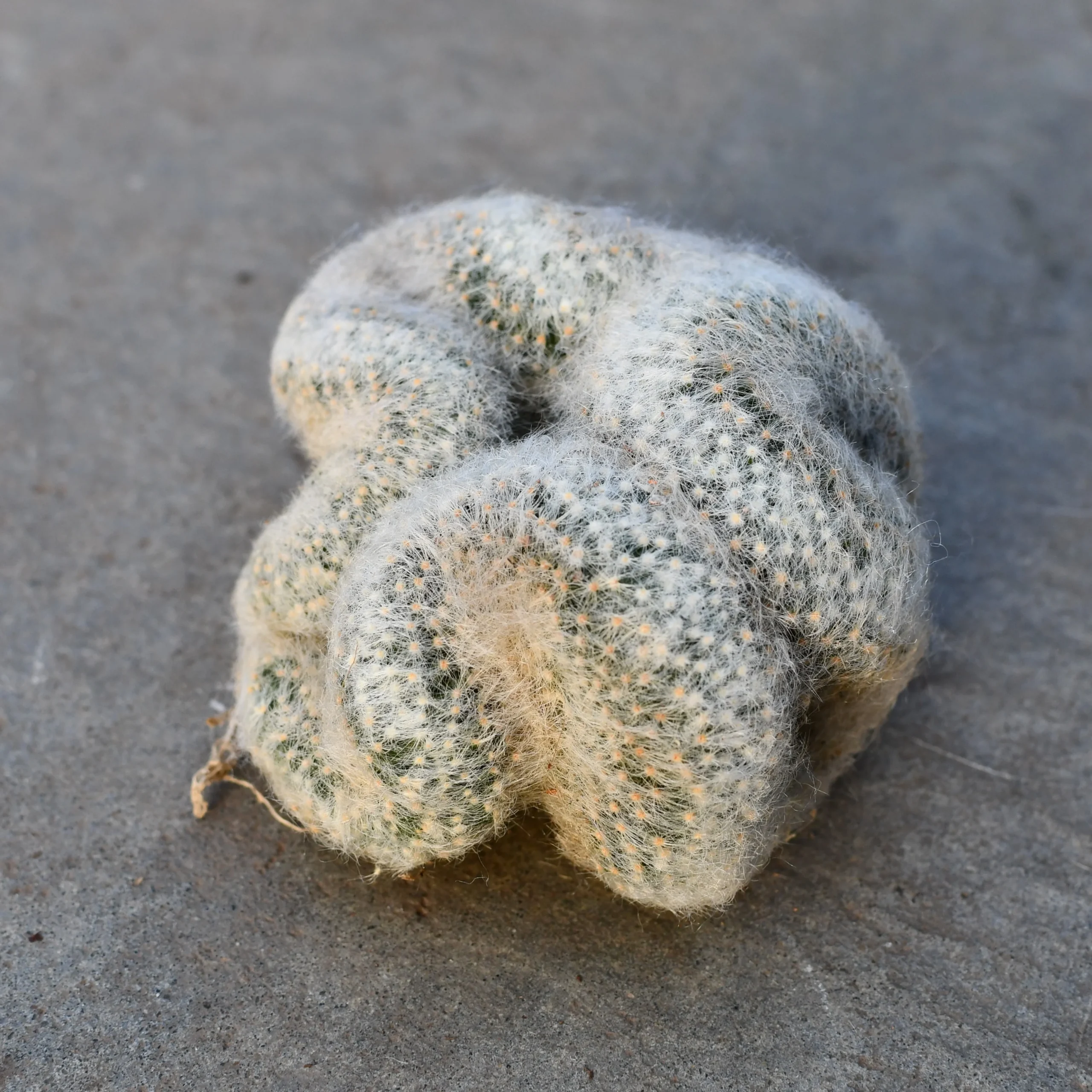 Mammillaria Baumii Cristata – Image 2