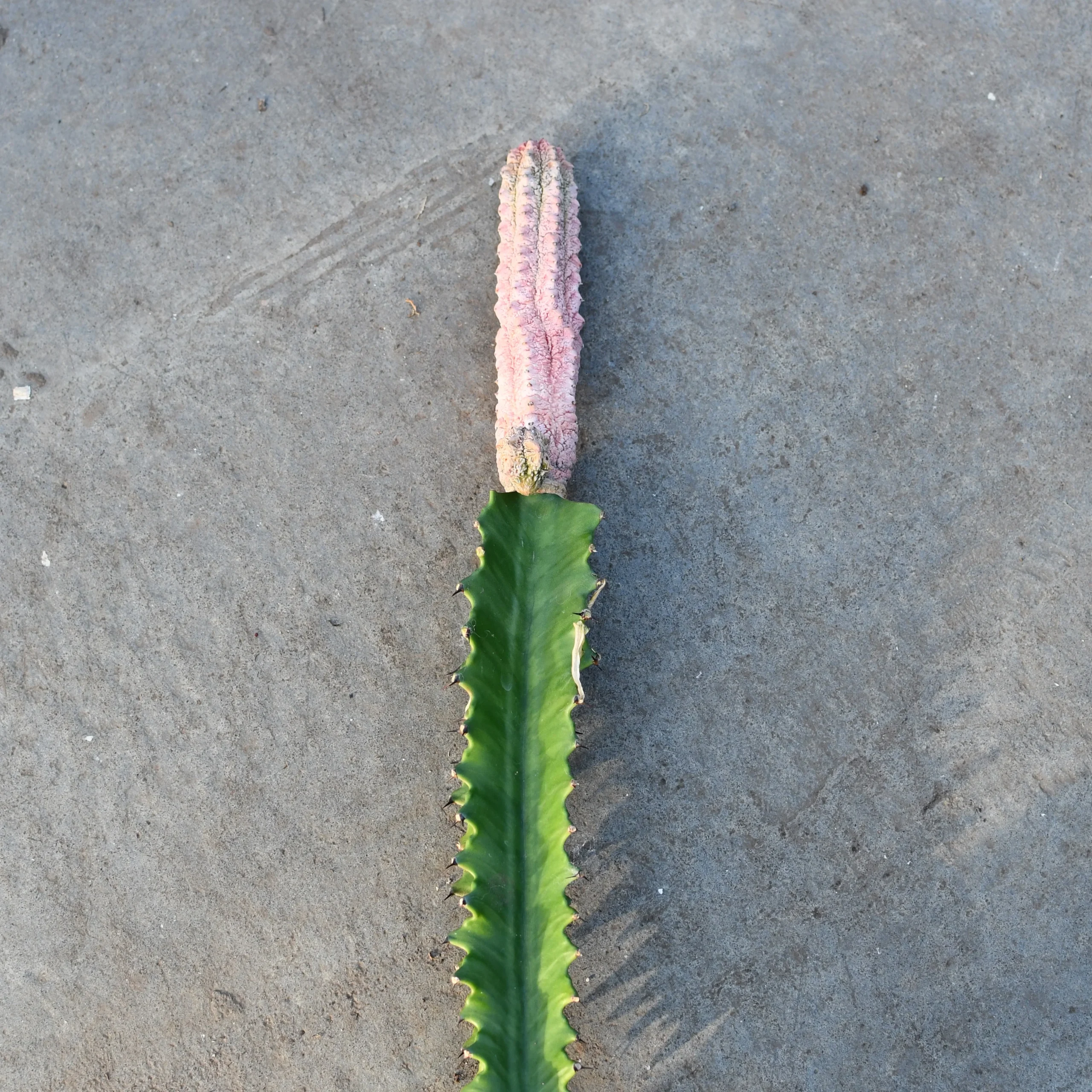 Euphorbia abdelkuri cv. Damask – Image 2