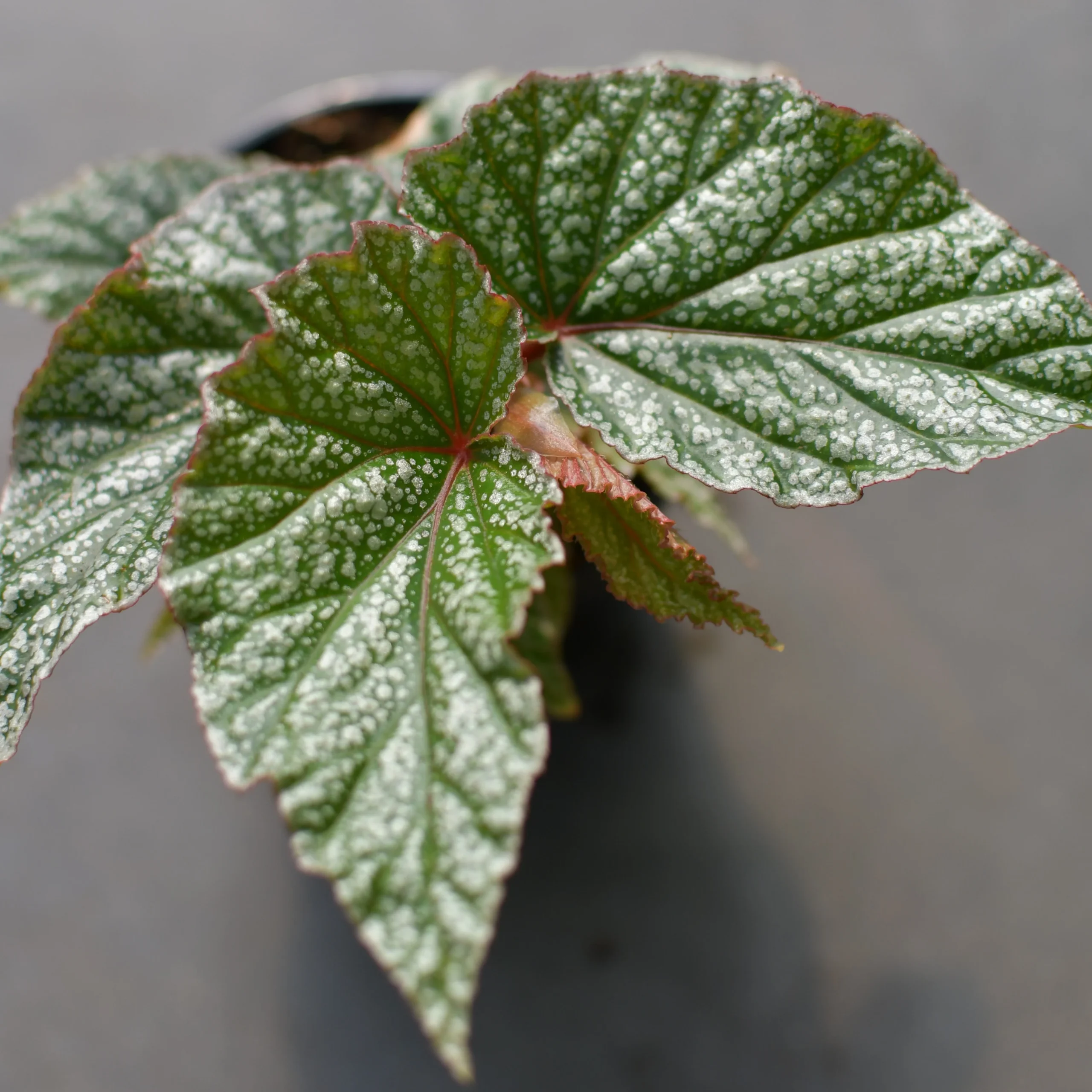 Begonia angel wing ‘Snow capped’ – Image 2