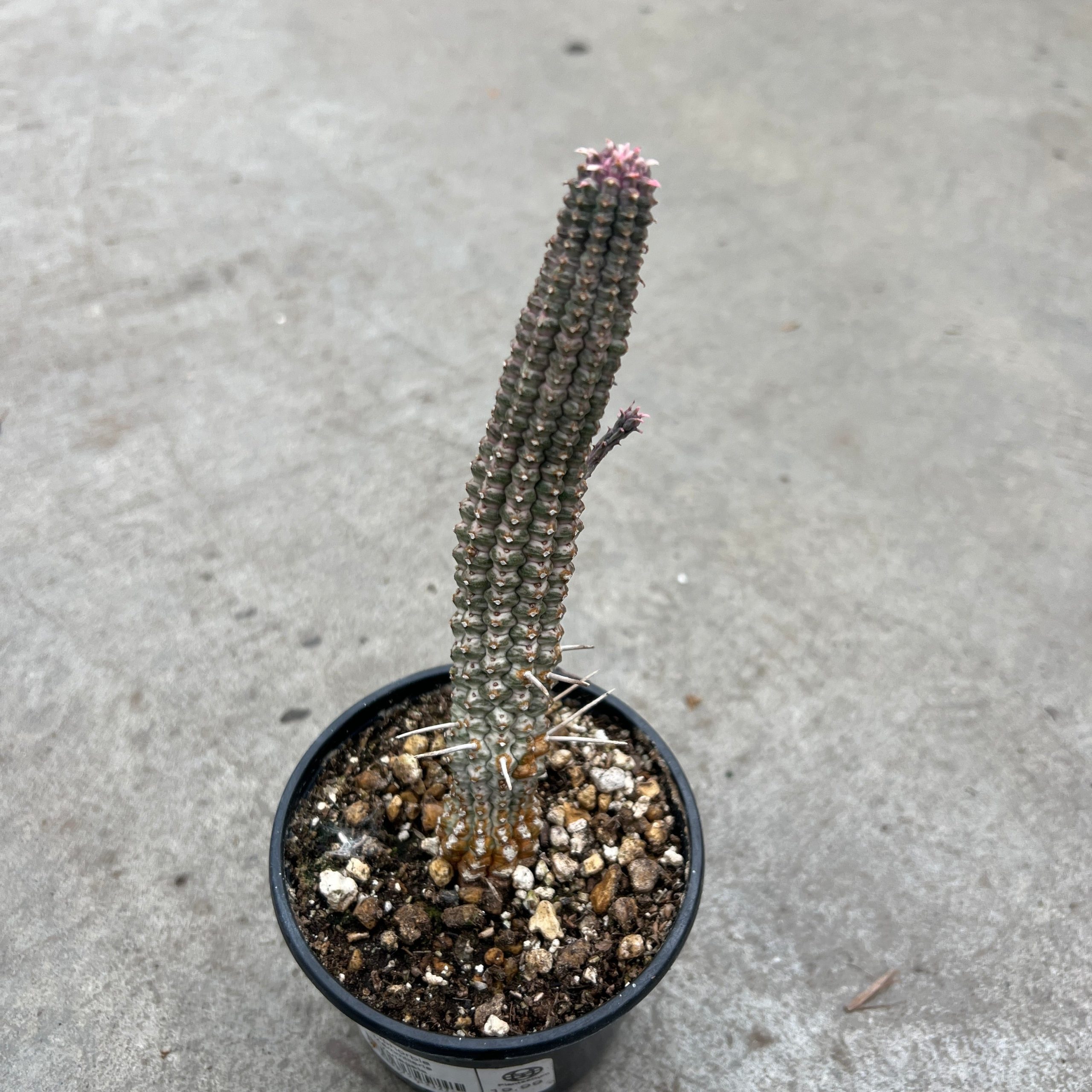 Euphorbia mammillaris f. variegata – Image 4