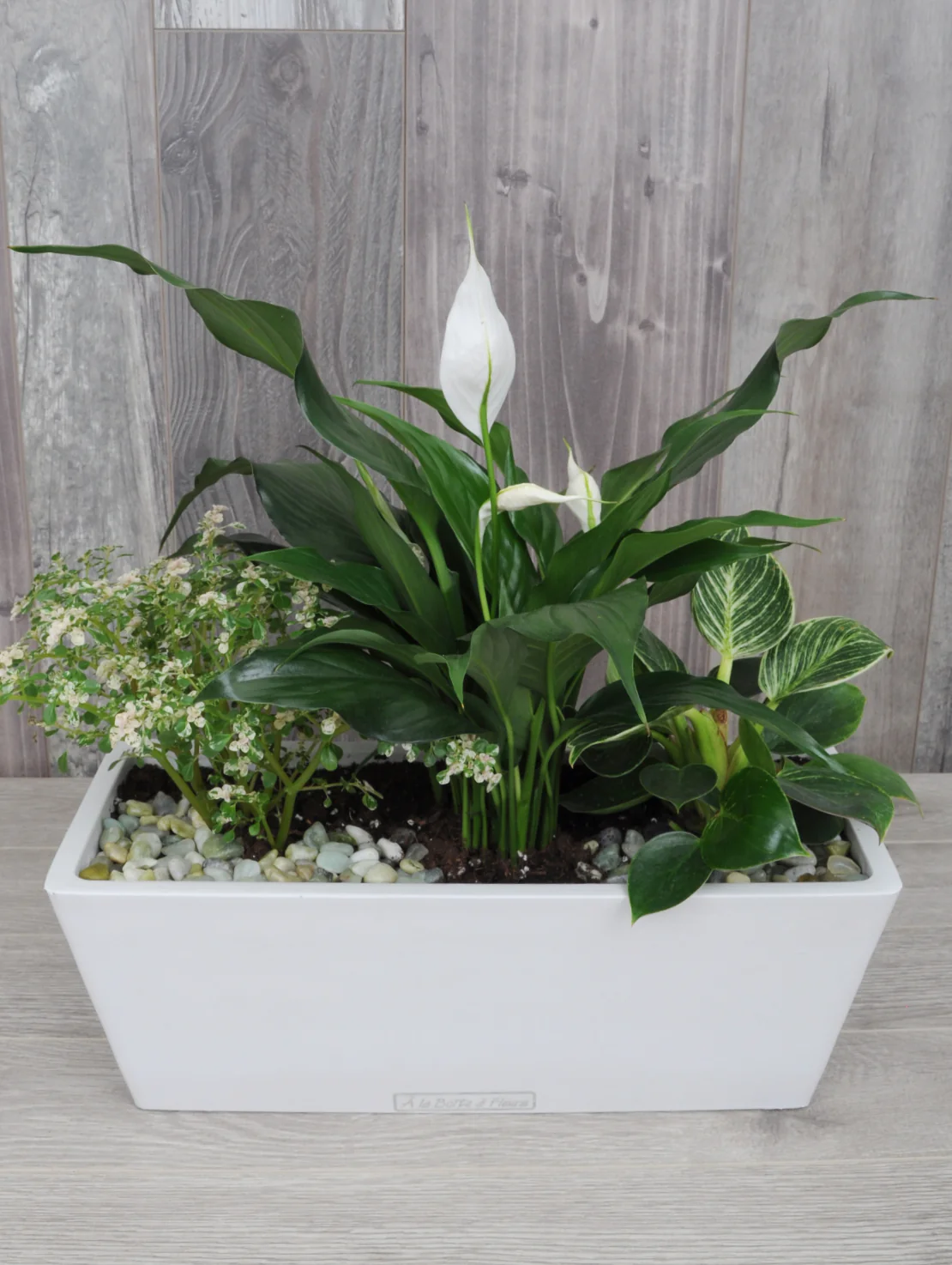 Idée cadeau pour amateur de plantes