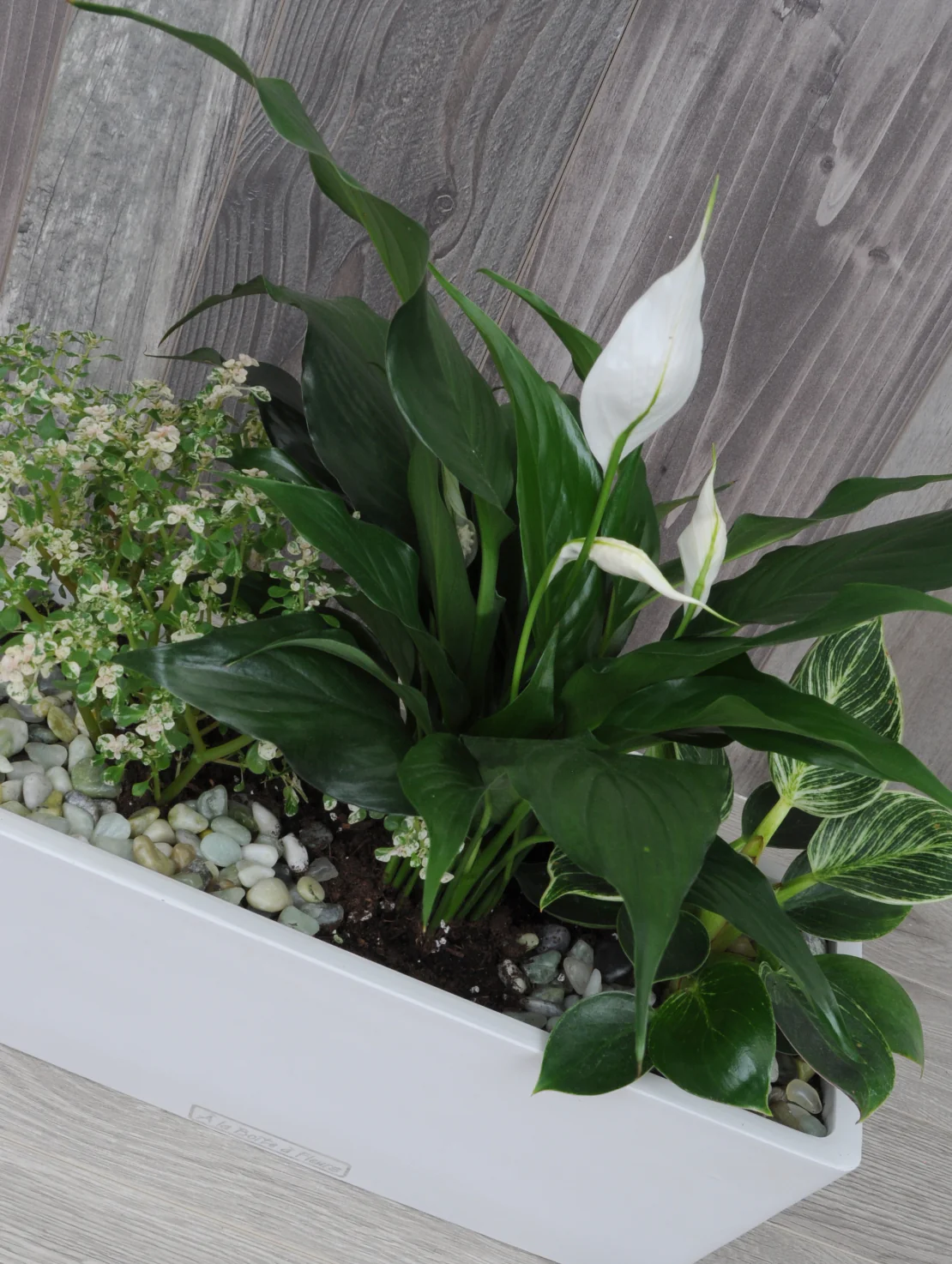Idée cadeau pour amateur de plantes – Image 2