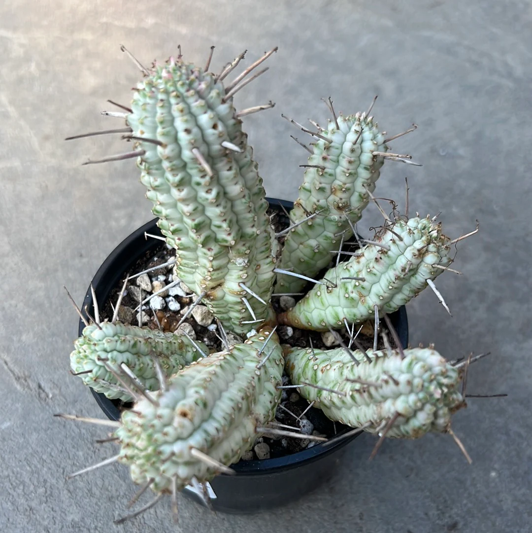 Euphorbia mammillaris f. variegata – Image 3