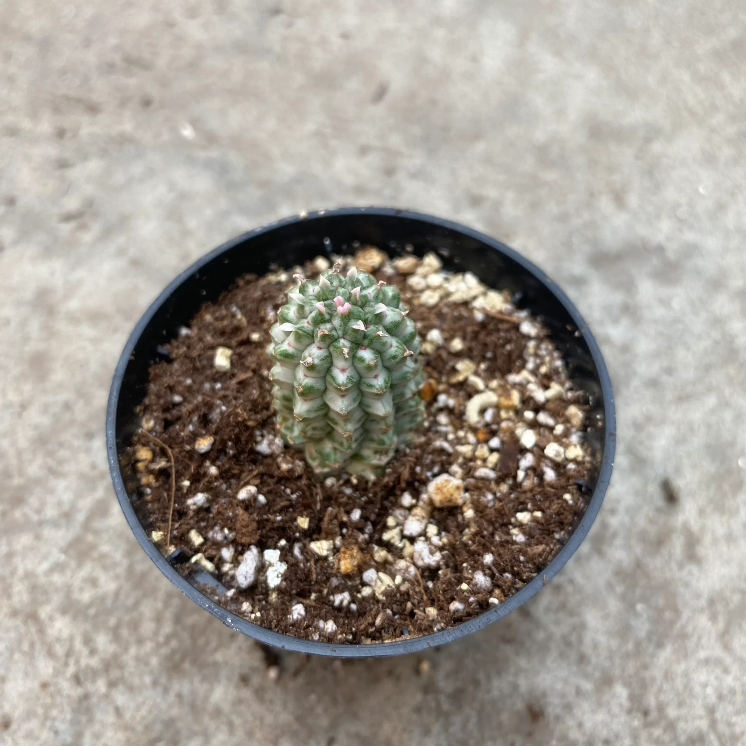 Euphorbia mammillaris f. variegata – Image 2