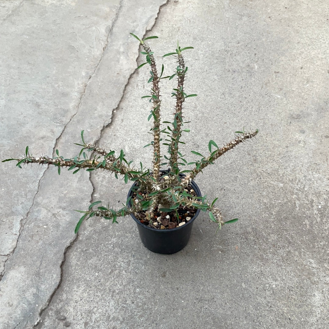 Euphorbia rossi – Image 4