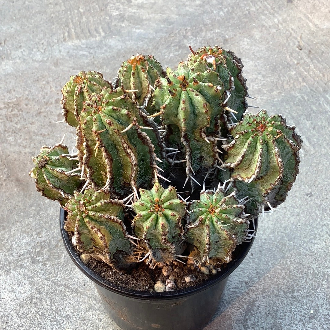 Euphorbia horrida old – Image 2