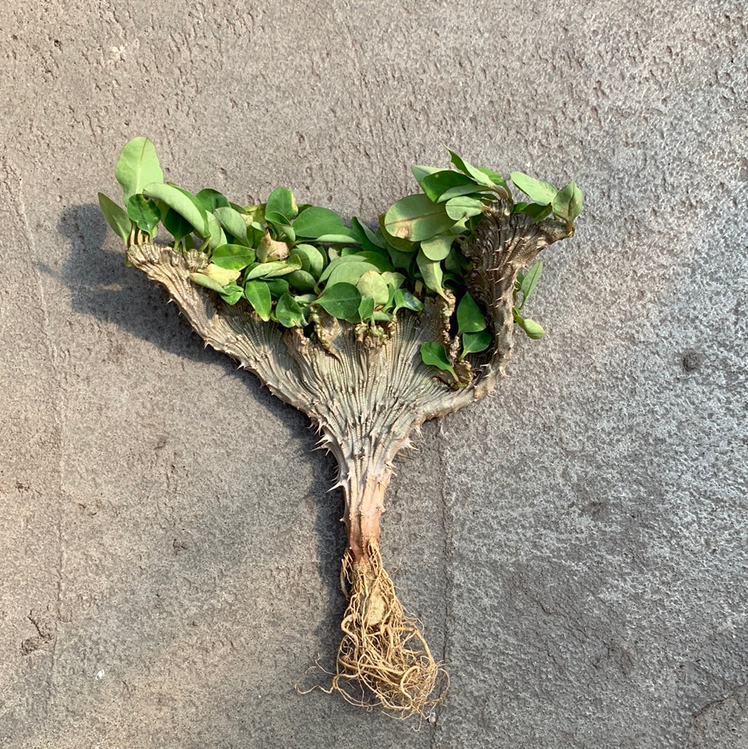 Euphorbia milii f. cristata – Image 2