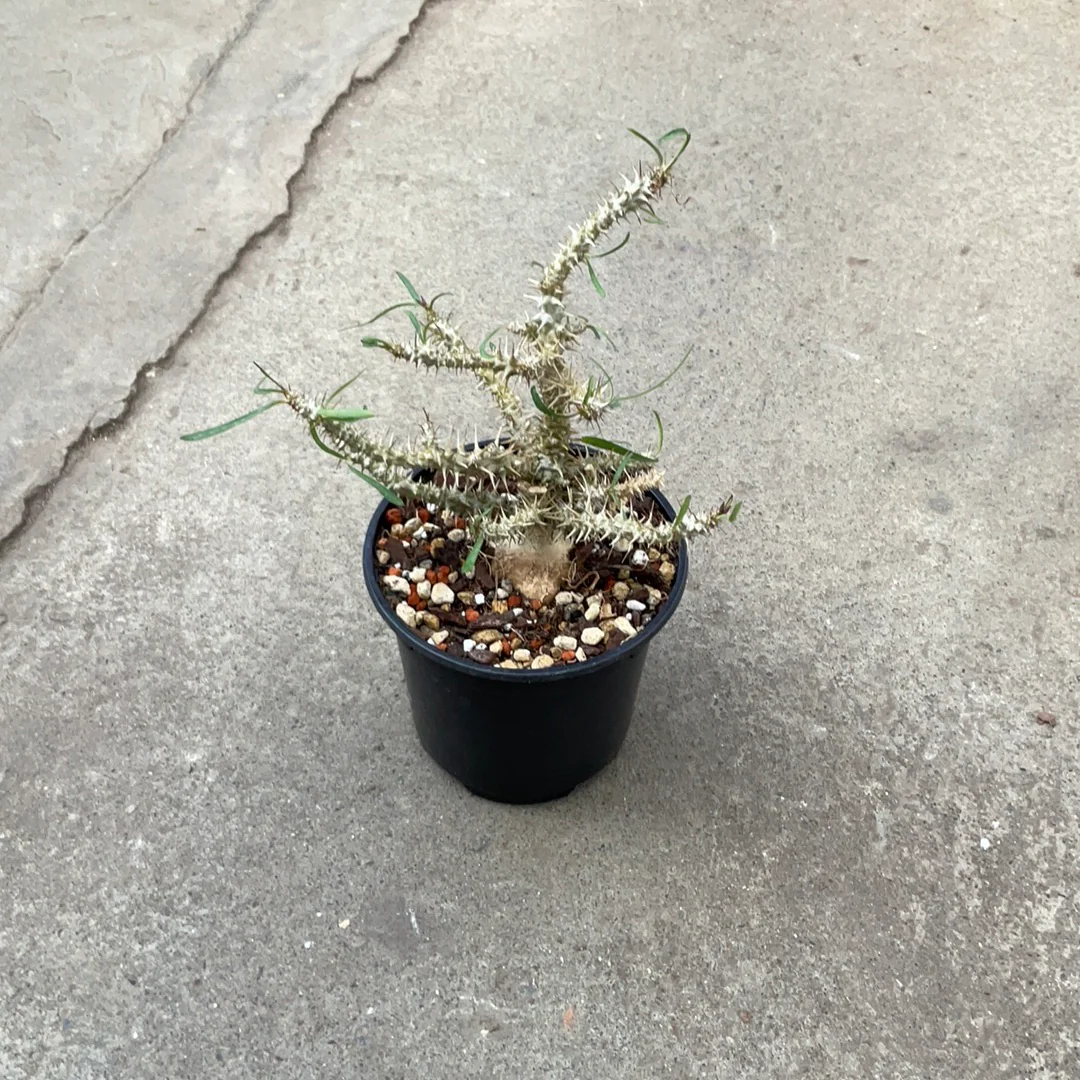 Euphorbia rossi – Image 2