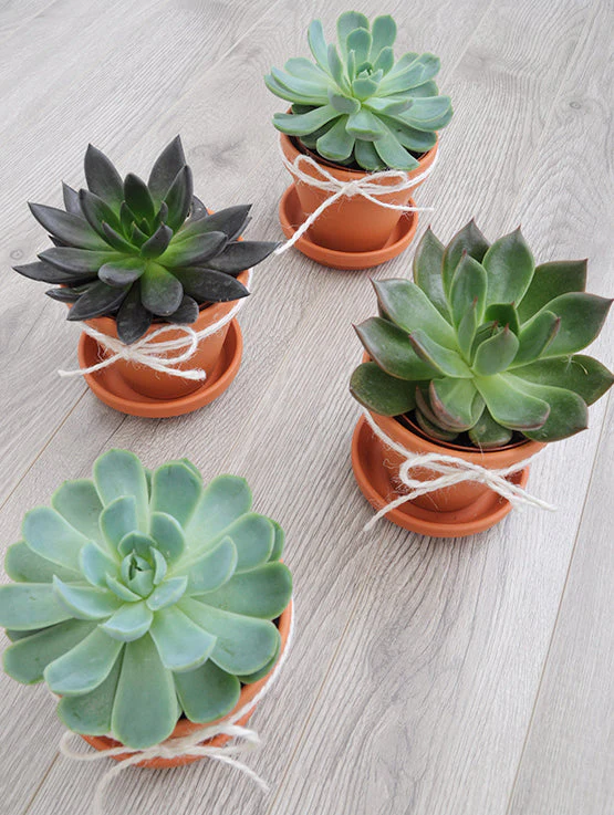 Plante succulente – Image 3